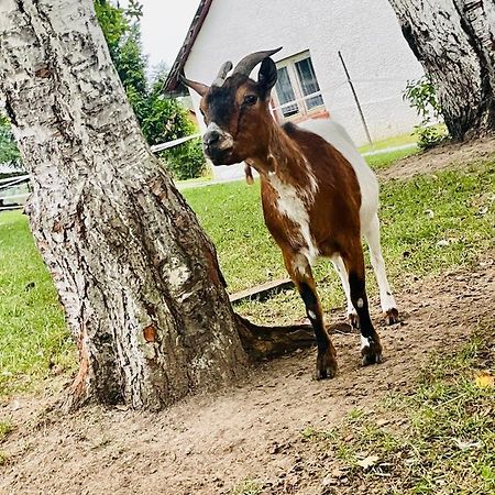 Domek Na Farmie Sztum Esterno foto